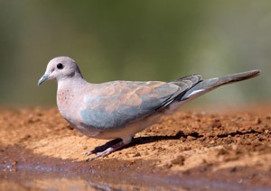 Хүүрзгэнэ (Өөдсөн хүүрзгэнэ)